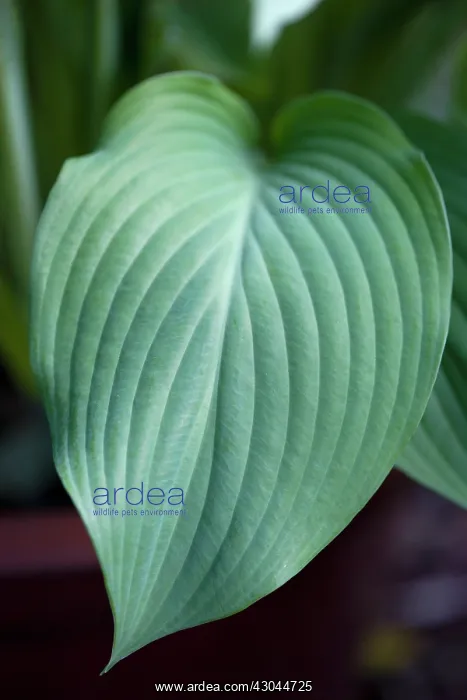 : Hosta. Hosta : Hosta. Hosta
