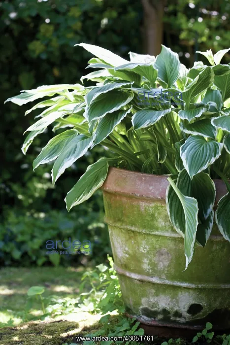 : Hosta, Hosta : Hosta, Hosta