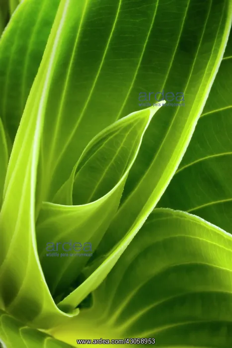 : Hosta, Hosta : Hosta, Hosta