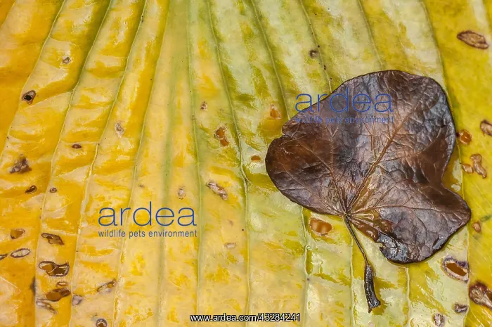 : Hosta, Hosta cultivar, Yellow subject : Hosta, Hosta cultivar, Yellow subject