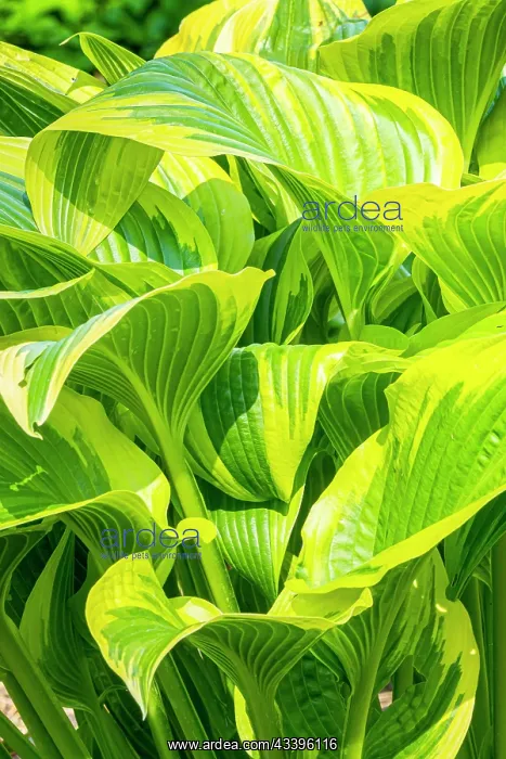 : Hosta (Hosta montana) Aueromarginata : Hosta (Hosta montana) Aueromarginata