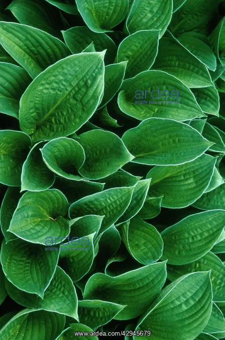 : Hosta, Hosta sieboldiana : Hosta, Hosta sieboldiana
