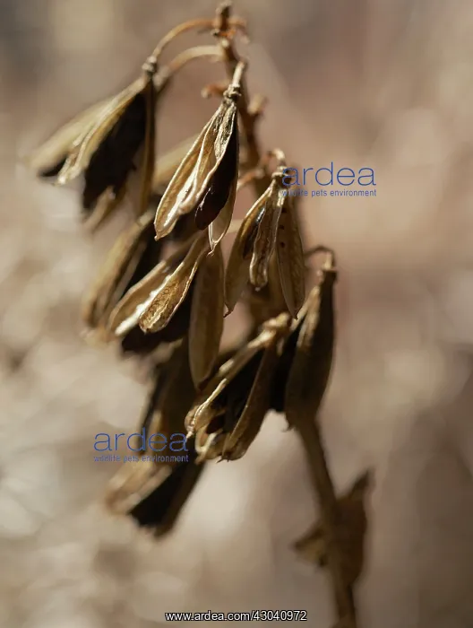: Hosta, Hosta sieboldiana : Hosta, Hosta sieboldiana