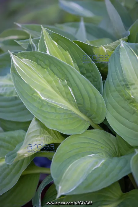 : Hosta, Hosta Striptease : Hosta, Hosta Striptease