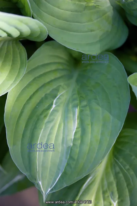: Hosta, Hosta Striptease : Hosta, Hosta Striptease