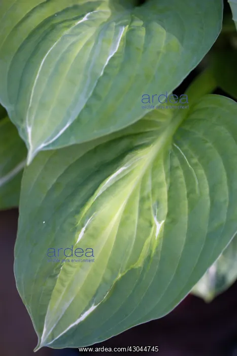 : Hosta, Hosta Striptease : Hosta, Hosta Striptease
