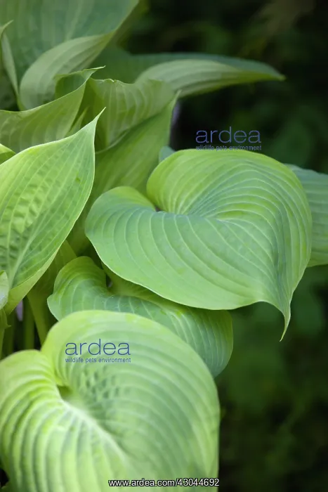 : Hosta, Hosta Sum and Substance : Hosta, Hosta Sum and Substance