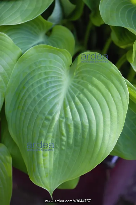 : Hosta, Hosta Sum and Substance : Hosta, Hosta Sum and Substance