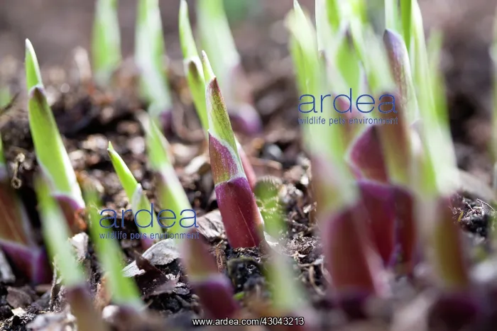 : Hosta shoots emerging from ground in early spring in an English garden : Hosta shoots emerging from ground in early spring in an English garden