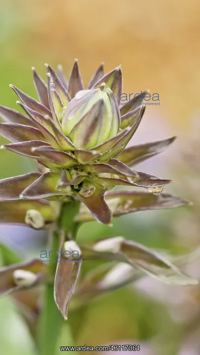: Hosta, spikey flowerhead not yet opened : Hosta, spikey flowerhead not yet opened