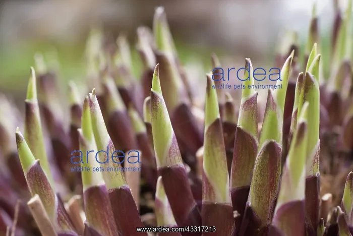 : Hosta, Spring shoots of a mature plant sprouting : Hosta, Spring shoots of a mature plant sprouting