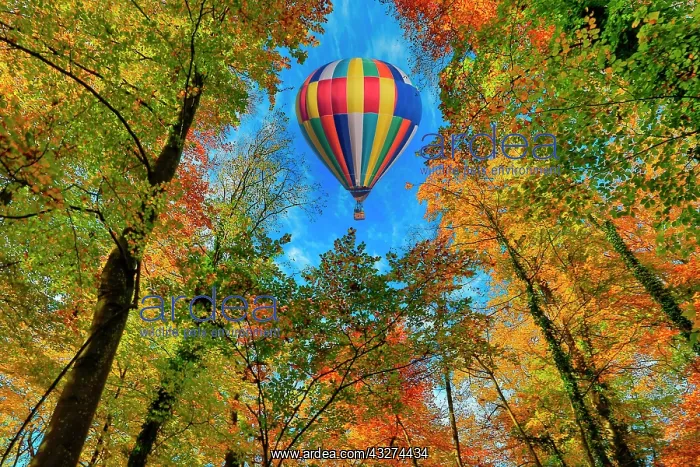 : Hot air balloon over the forest, between the trees : Hot air balloon over the forest, between the trees