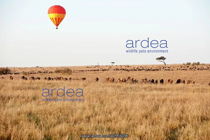  : Hot Air Balloon - over grazing animals