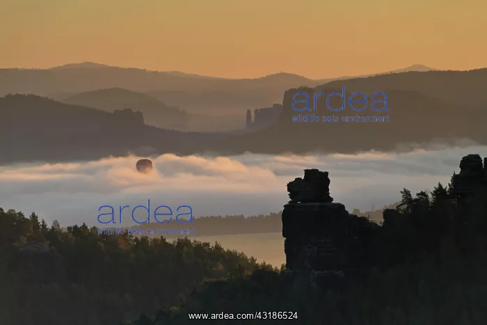 : Hot air balloon rising in the morning fog at sunrise : Hot air balloon rising in the morning fog at sunrise