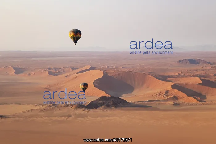 : Two hot-air balloons at the edge of the Namib Desert : Two hot-air balloons at the edge of the Namib Desert