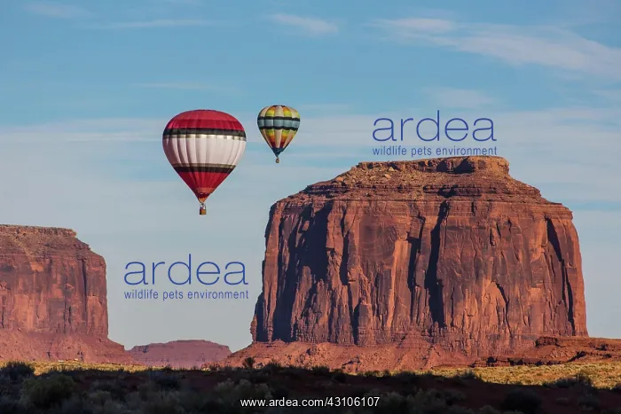 : Two hot air balloons fly over Merrick Butte, Balloon : Two hot air balloons fly over Merrick Butte, Balloon