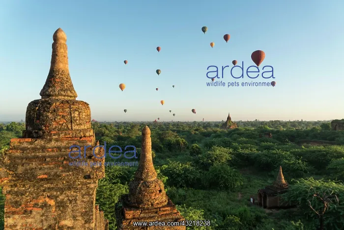 : Hot air balloons over temples and pagodas, Bagan : Hot air balloons over temples and pagodas, Bagan