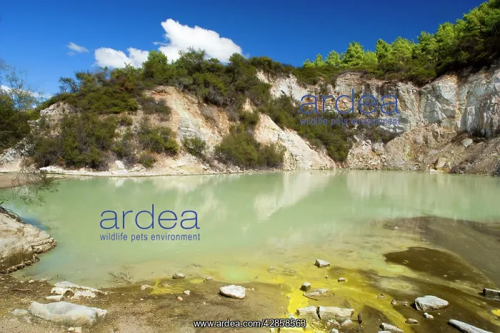 : Hot Pools - greenish pool with yellow sulphurous : Hot Pools - greenish pool with yellow sulphurous