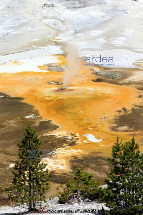 : Hot Spring - Porcelain Basin - part of the Norris : Hot Spring - Porcelain Basin - part of the Norris