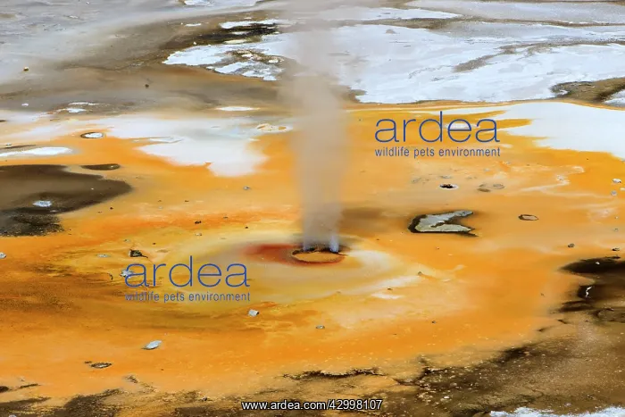 : Hot Spring - Porcelain Basin - part of the Norris : Hot Spring - Porcelain Basin - part of the Norris
