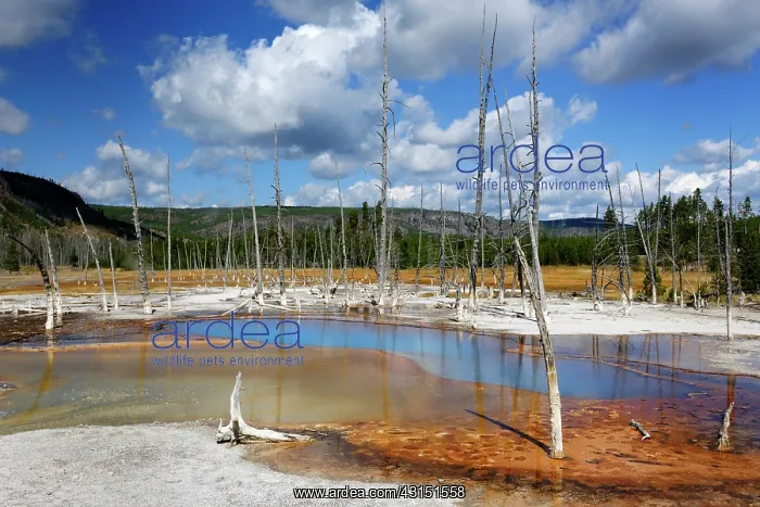 : Hot water pool with dead trees : Hot water pool with dead trees