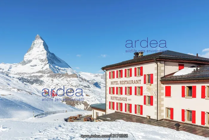 : Hotel and restaurant Riffelhaus, Matterhorn, Zermatt : Hotel and restaurant Riffelhaus, Matterhorn, Zermatt