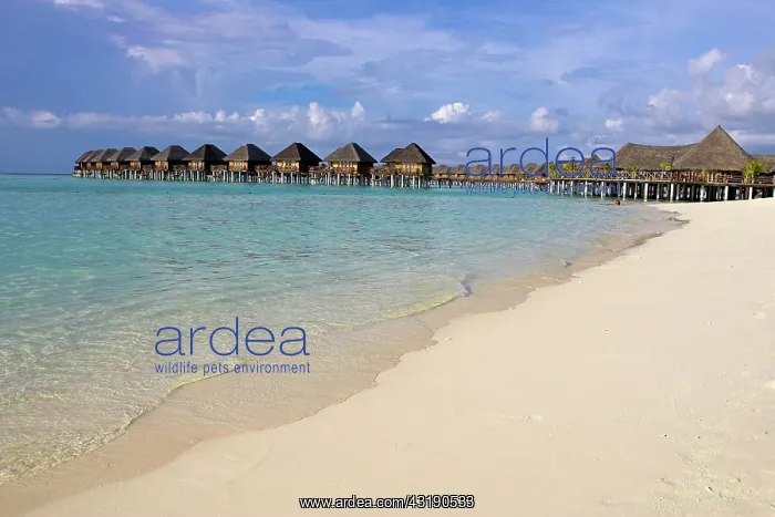 : Hotel of Vilureef Resort, Maledives : Hotel of Vilureef Resort, Maledives