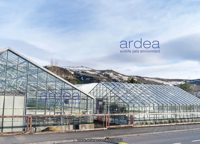 : Hothouses, greenhouses in Hveragerdi in : Hothouses, greenhouses in Hveragerdi in