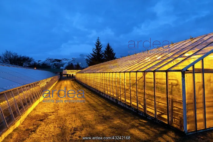 : Hothouses, greenhouses in Hveragerdi in : Hothouses, greenhouses in Hveragerdi in