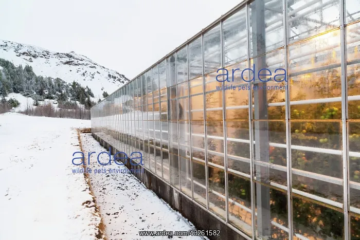 : Hothouses, greenhouses in Hveragerdi in : Hothouses, greenhouses in Hveragerdi in
