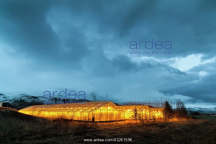 : Hothouses, greenhouses in Hveragerdi in : Hothouses, greenhouses in Hveragerdi in