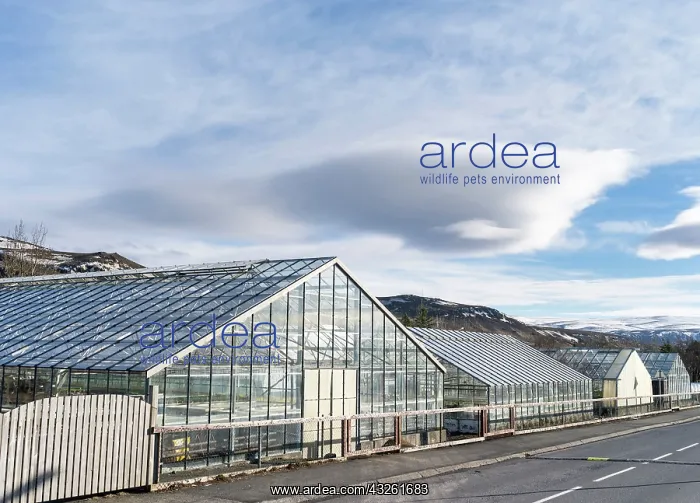  : Hothouses, greenhouses in Hveragerdi in