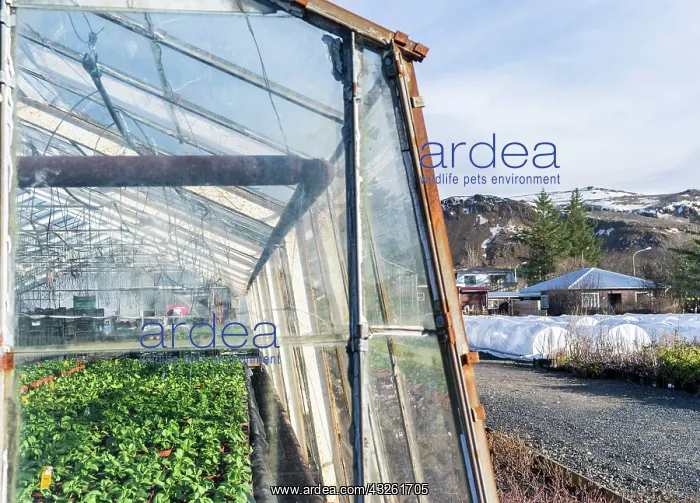 : Hothouses, greenhouses in Hveragerdi in : Hothouses, greenhouses in Hveragerdi in