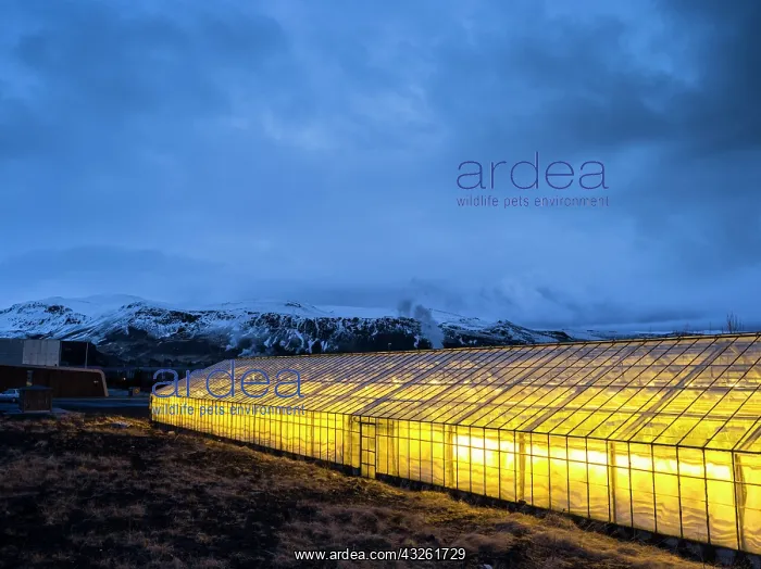: Hothouses, greenhouses in Hveragerdi in : Hothouses, greenhouses in Hveragerdi in
