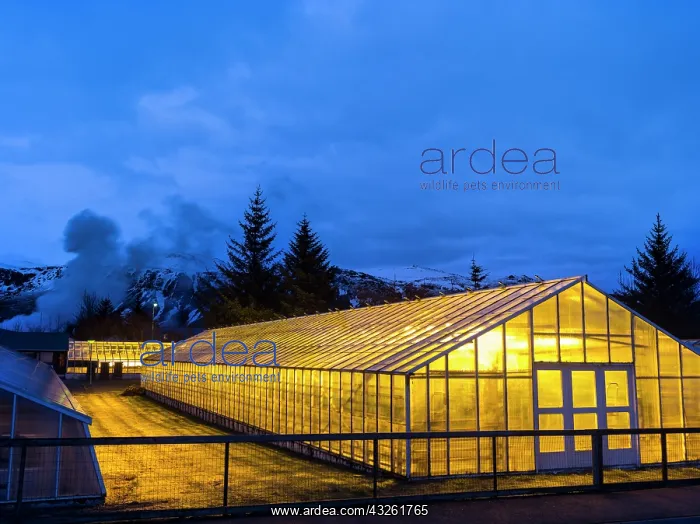 : Hothouses, greenhouses in Hveragerdi in : Hothouses, greenhouses in Hveragerdi in