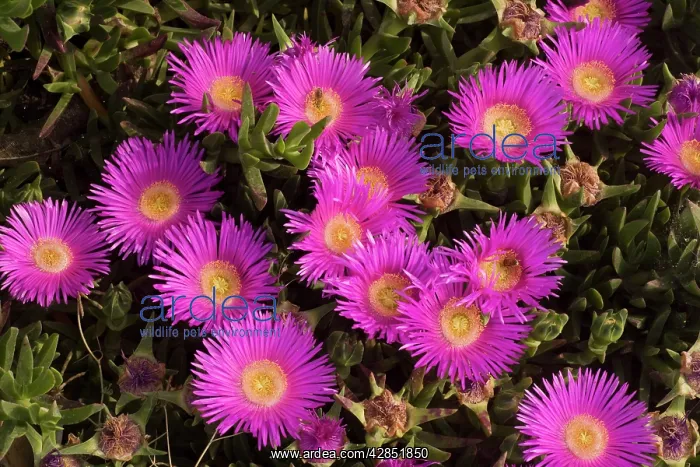 : Hottentot Fig : Hottentot Fig