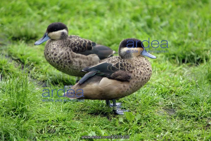 : Hottentot Teal - 2 ducks resting : Hottentot Teal - 2 ducks resting