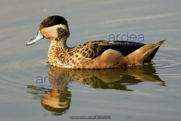 : Hottentot Teal - on water : Hottentot Teal - on water