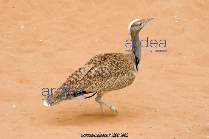 : Houbara Bustard : Houbara Bustard