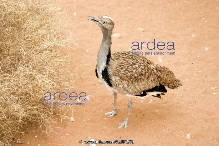 : Houbara Bustard : Houbara Bustard