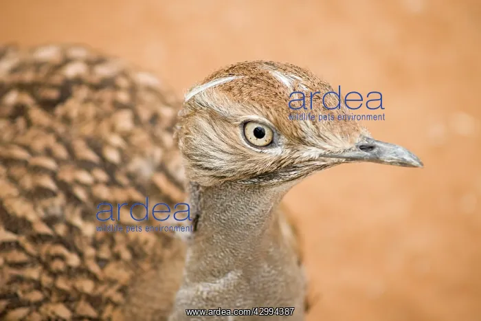 : Houbara Bustard : Houbara Bustard