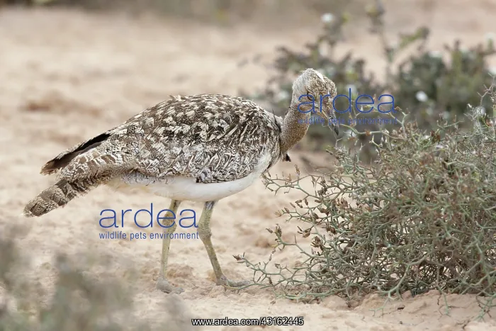 : Houbara Bustard : Houbara Bustard
