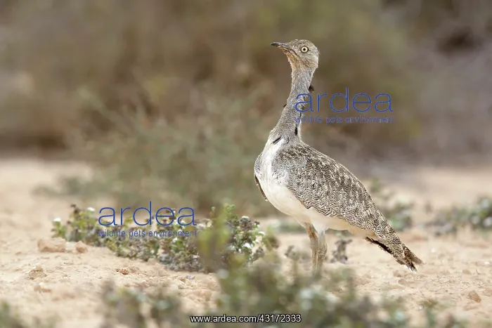 : Houbara Bustard : Houbara Bustard