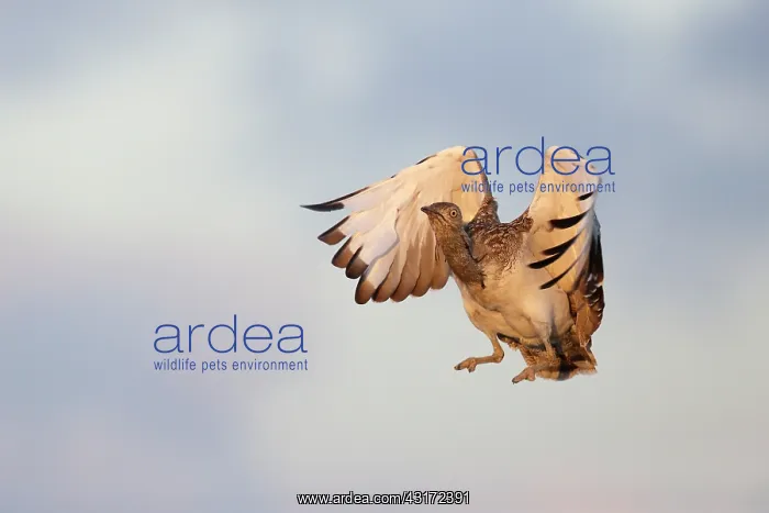 : Houbara Bustard : Houbara Bustard