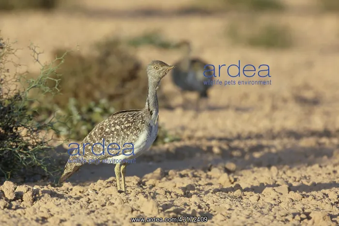 : Houbara Bustard : Houbara Bustard