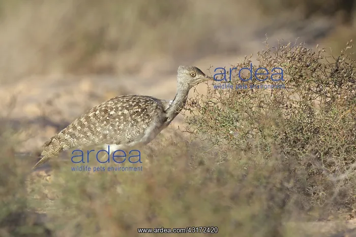 : Houbara Bustard : Houbara Bustard