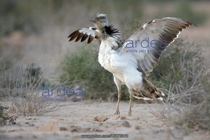 : Houbara Bustard : Houbara Bustard