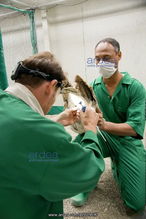  : Houbara Bustard - female being inseminated