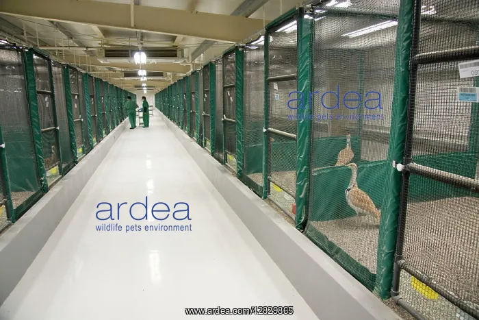: Houbara Bustard - males in pens at breeding centre : Houbara Bustard - males in pens at breeding centre
