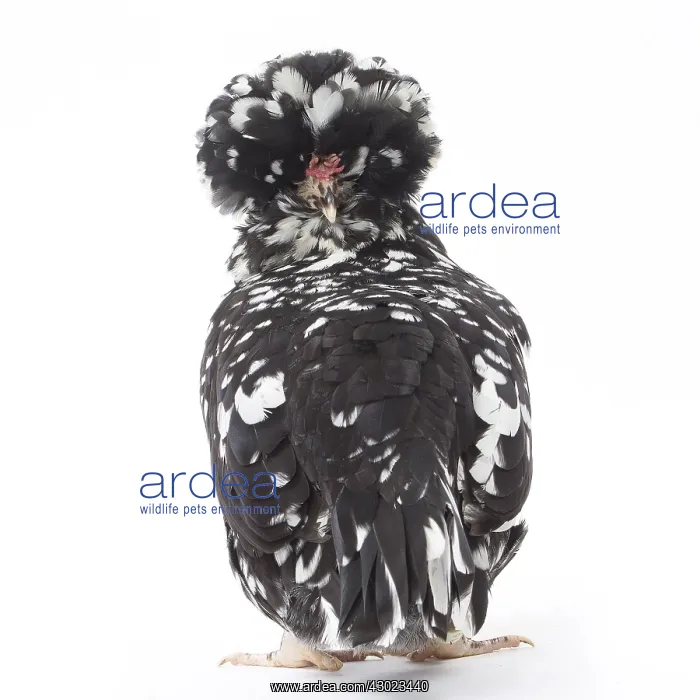  : Houdan naine Chicken Hen